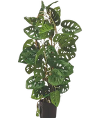 Hochwertige Monstera Kunstpflanze auf transparentem Hintergrund mit echt wirkenden Kunstblättern in natürlicher Anordnung. Künstliche Monstera - Jonathan hat die Farbe Natur und hat eine Höhe von 75 cm | aplanta Kunstpflanzen