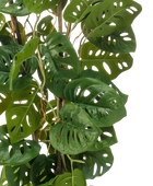 Künstliche Monstera - Jonathan | 75 cm auf transparentem Hintergrund, als Ausschnitt fotografiert, damit die Details der Kunstpflanze bzw. des Kunstbaums noch deutlicher zu erkennen sind.