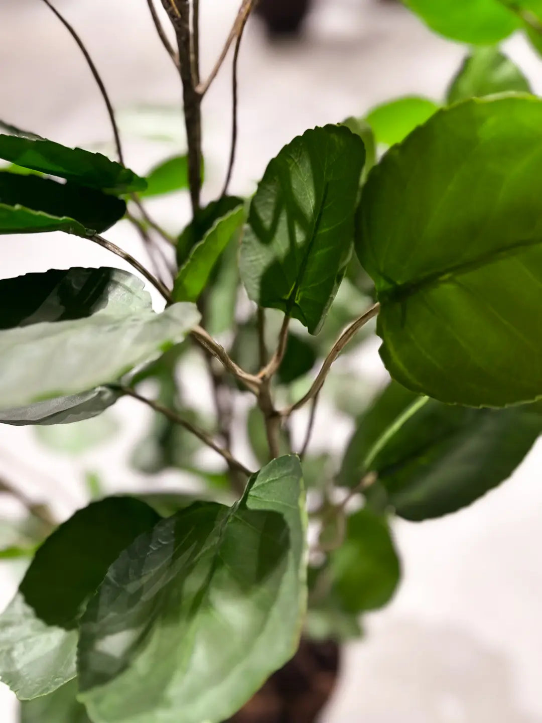 Künstliche Fiederaralie - Milan | 150 cm | Kunstpflanze von aplanta