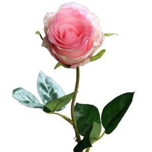 Hochwertige Hortensie künstlich auf transparentem Hintergrund mit echt wirkenden Kunstblättern in natürlicher Anordnung. Künstliche Rose - Efgenia hat die Farbe pink und ist 48 cm hoch. | aplanta Kunstpflanzen
