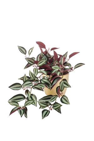 Künstliche Dreimasterblume - Oliwia auf transparentem Hintergrund mit echt wirkenden Kunstblättern in natürlicher Anordnung. Künstliche Dreimasterblume - Oliwia hat die Farbe Natur und ist 40 cm hoch. | aplanta Kunstpflanzen