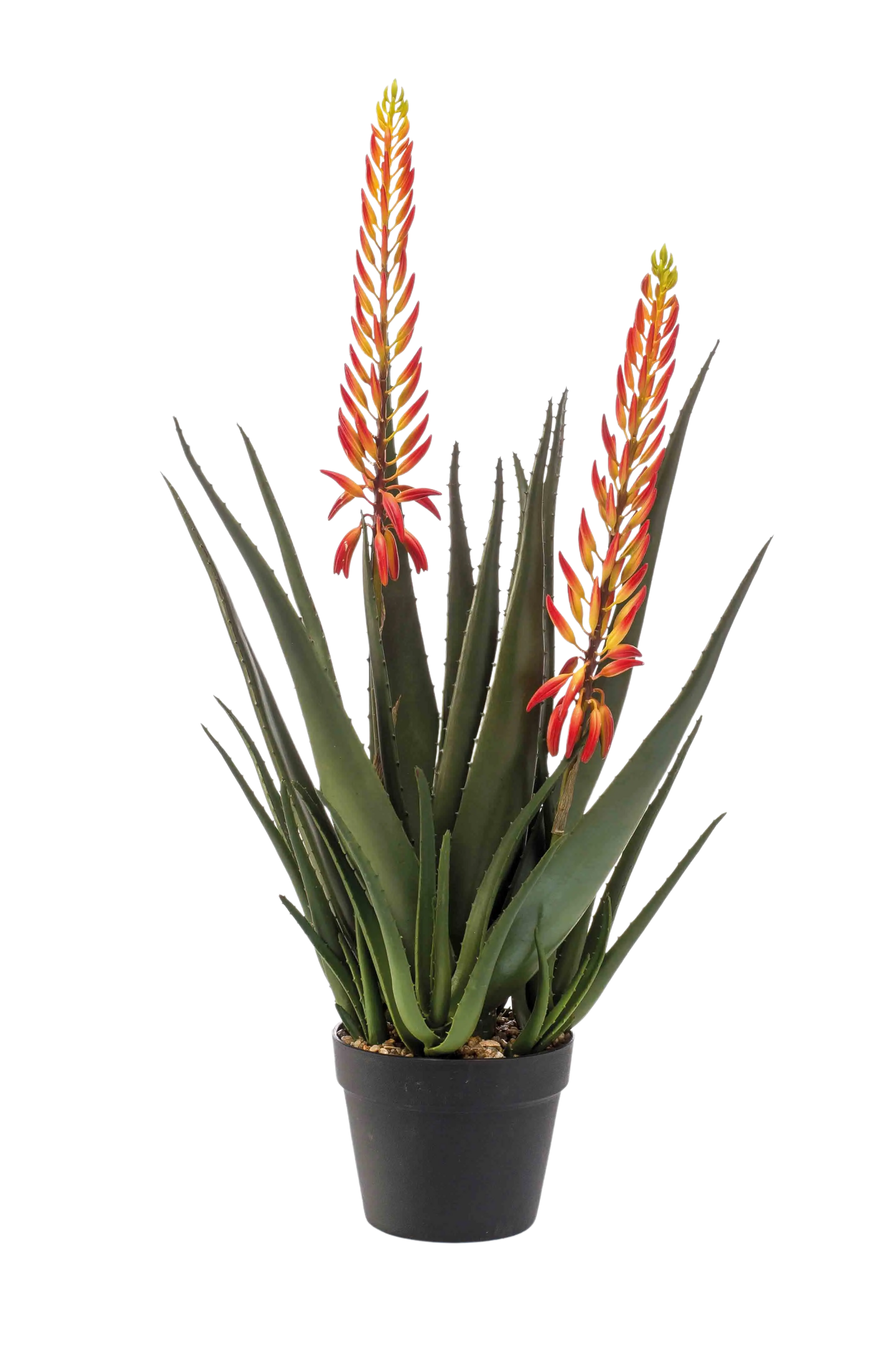 Künstliche Aloe - Paulina auf transparentem Hintergrund mit echt wirkenden Kunstblättern. Diese Kunstpflanze gehört zur Gattung/Familie der "Aloen" bzw. "Kunst-Aloen".