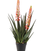 Künstliche Aloe - Paulina auf transparentem Hintergrund mit echt wirkenden Kunstblättern. Diese Kunstpflanze gehört zur Gattung/Familie der 