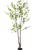 Hochwertige Kunstpalme auf transparentem Hintergrund mit echt wirkenden Kunstblättern in natürlicher Anordnung. Künstliche Tropaeolum Speciosum - Helga hat die Farbe Grün und ist 210 cm hoch. | aplanta Kunstpflanzen