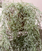 Künstliche Tillandsie - Harry | 95 cm, im Topf | Kunstpflanze von aplanta