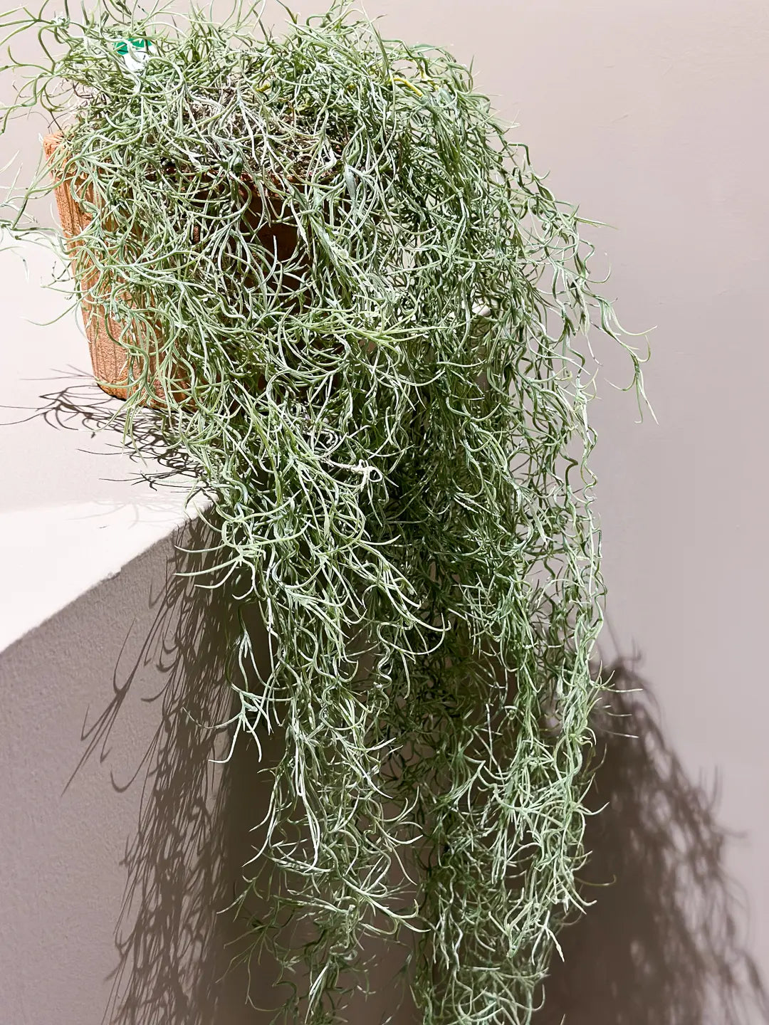 Künstliche Tillandsie - Harry | 95 cm, im Topf | Kunstpflanze von aplanta