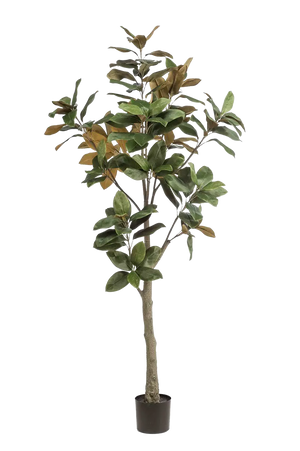 Künstlicher Magnolien Baum - Anja auf transparentem Hintergrund mit echt wirkenden Kunstblättern in natürlicher Anordnung. Künstlicher Magnolien Baum - Anja hat die Farbe Natur und ist 210 cm hoch. | aplanta Kunstpflanzen