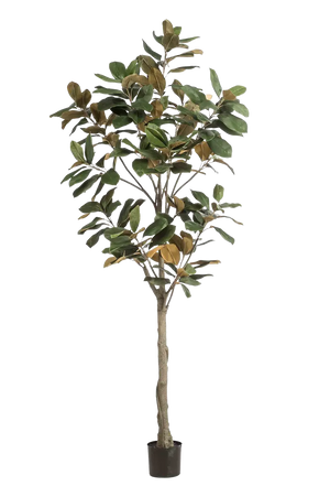Künstlicher Magnolien Baum - Anja auf transparentem Hintergrund mit echt wirkenden Kunstblättern in natürlicher Anordnung. Künstlicher Magnolien Baum - Anja hat die Farbe Natur und ist 180 cm hoch. | aplanta Kunstpflanzen