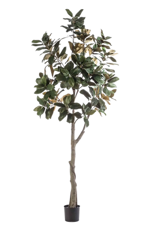 Künstlicher Magnolien Baum - Skyler auf transparentem Hintergrund mit echt wirkenden Kunstblättern in natürlicher Anordnung. Künstlicher Magnolien Baum - Skyler hat die Farbe Natur und ist 240 cm hoch. | aplanta Kunstpflanzen