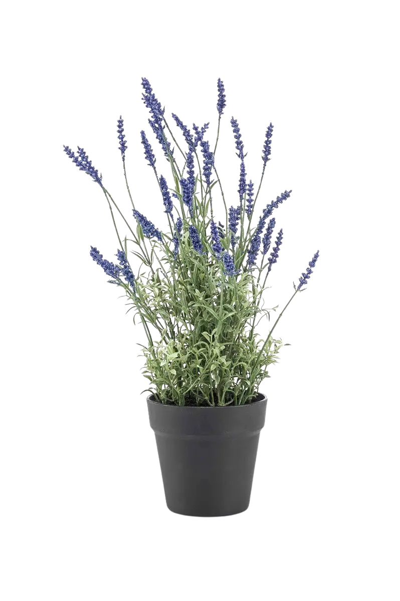 Künstlicher Lavendel - Wendelin auf transparentem Hintergrund mit echt wirkenden Kunstblättern in natürlicher Anordnung. Künstlicher Lavendel - Wendelin hat die Farbe Natur und ist 50 cm hoch. | aplanta Kunstpflanzen