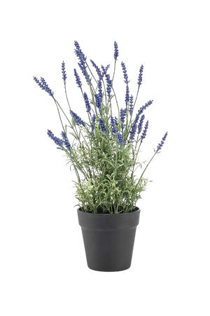 Künstlicher Lavendel - Wendelin auf transparentem Hintergrund mit echt wirkenden Kunstblättern in natürlicher Anordnung. Künstlicher Lavendel - Wendelin hat die Farbe Natur und ist 50 cm hoch. | aplanta Kunstpflanzen