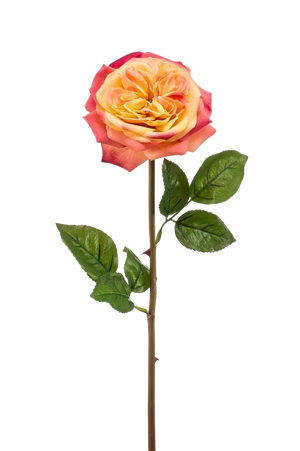 Hochwertige Hortensie künstlich auf transparentem Hintergrund mit echt wirkenden Kunstblättern in natürlicher Anordnung. Künstliche Rose - Ginny hat die Farbe Pink / Gelb und ist 60 cm hoch. | aplanta Kunstpflanzen