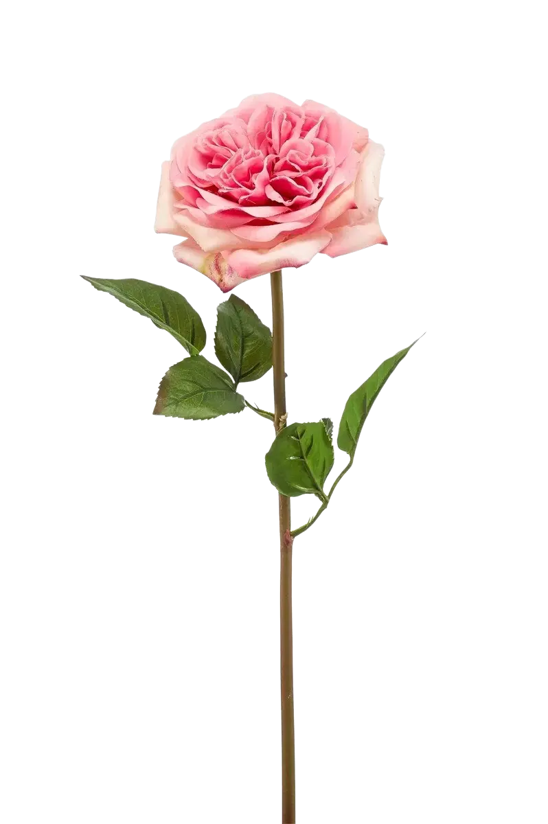 Hochwertige Hortensie künstlich auf transparentem Hintergrund mit echt wirkenden Kunstblättern in natürlicher Anordnung. Künstliche Rose - Fleur hat die Farbe Pink und ist 60 cm hoch. | aplanta Kunstpflanzen
