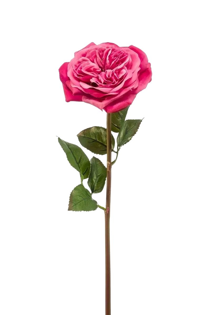 Hochwertige Hortensie künstlich auf transparentem Hintergrund mit echt wirkenden Kunstblättern in natürlicher Anordnung. Künstliche Rose - Felicitas hat die Farbe Fuchsia und ist 60 cm hoch. | aplanta Kunstpflanzen