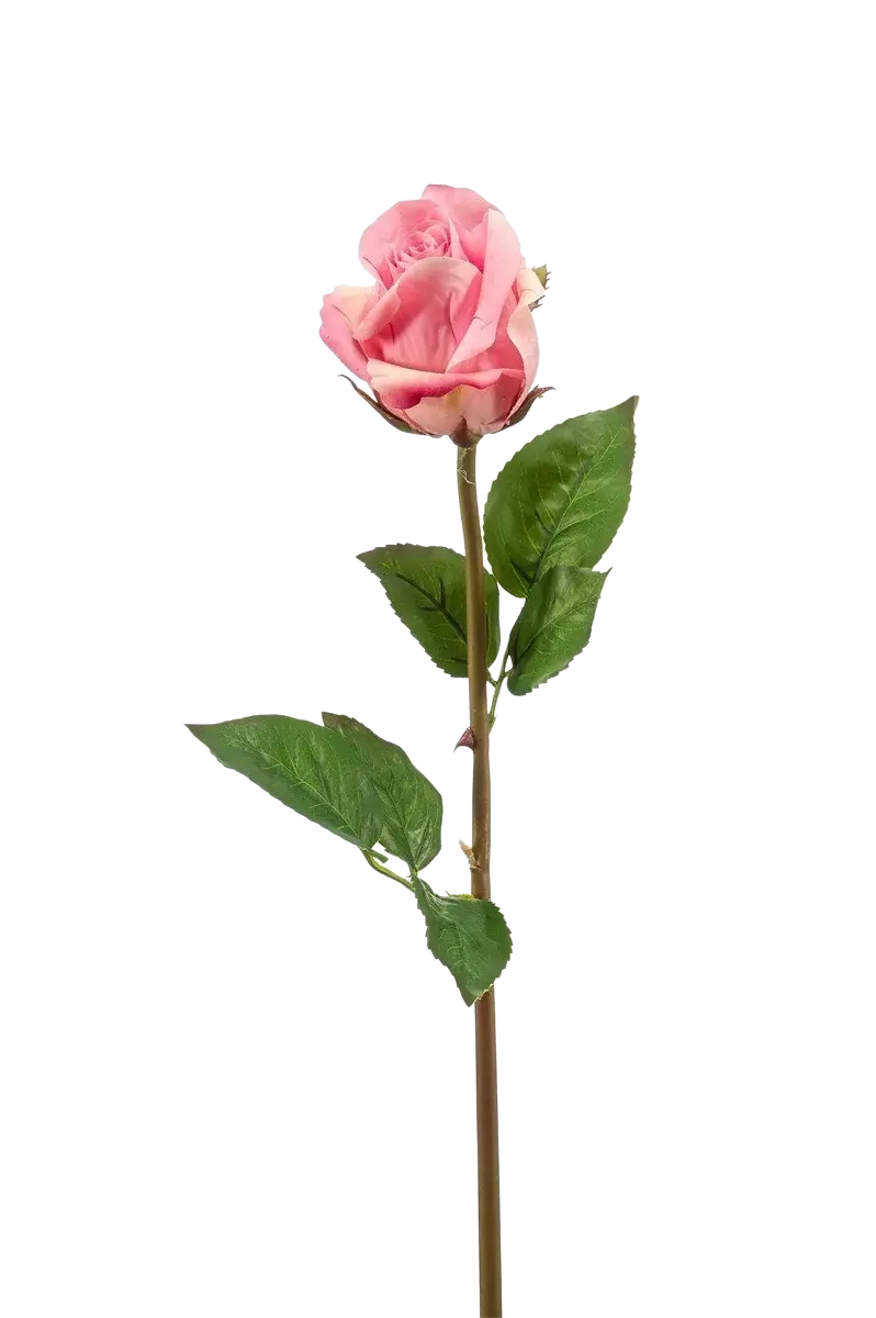 Hochwertige Hortensie künstlich auf transparentem Hintergrund mit echt wirkenden Kunstblättern in natürlicher Anordnung. Künstliche Rose - Astoria hat die Farbe Pink und ist 58 cm hoch. | aplanta Kunstpflanzen
