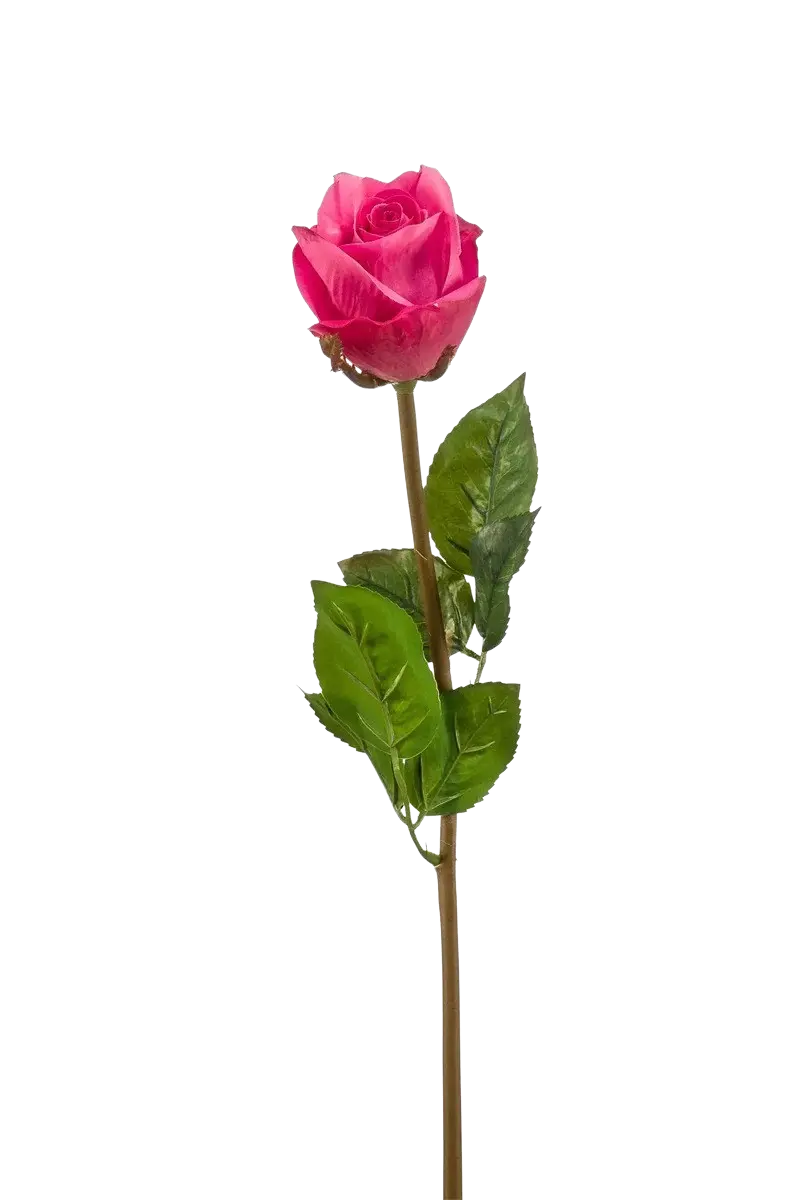 Hochwertige Hortensie künstlich auf transparentem Hintergrund mit echt wirkenden Kunstblättern in natürlicher Anordnung. Künstliche Rose - Arwen hat die Farbe Fuchsia und ist 58 cm hoch. | aplanta Kunstpflanzen