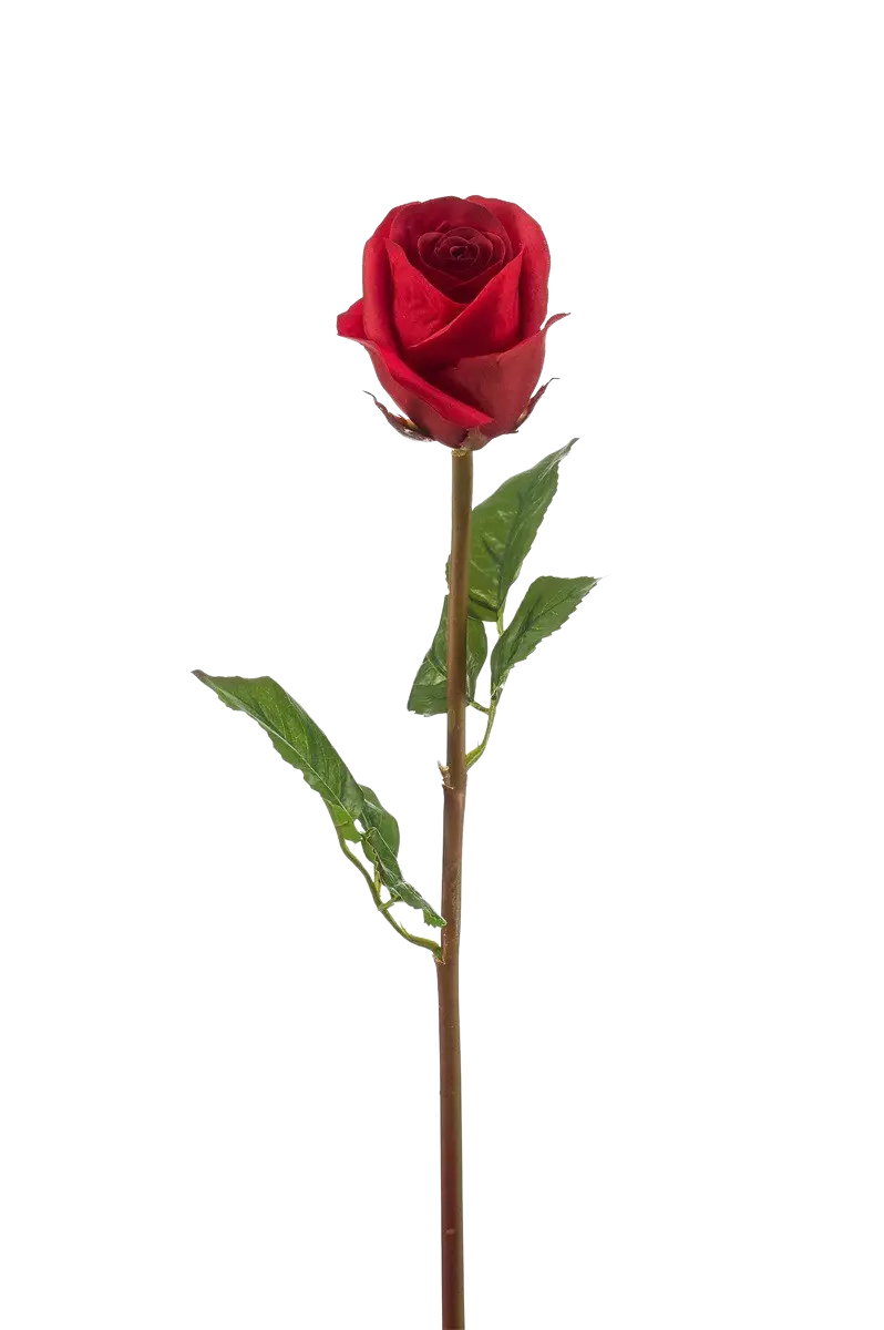 Hochwertige Hortensie künstlich auf transparentem Hintergrund mit echt wirkenden Kunstblättern in natürlicher Anordnung. Künstliche Rose - Carrie hat die Farbe Rot und ist 58 cm hoch. | aplanta Kunstpflanzen