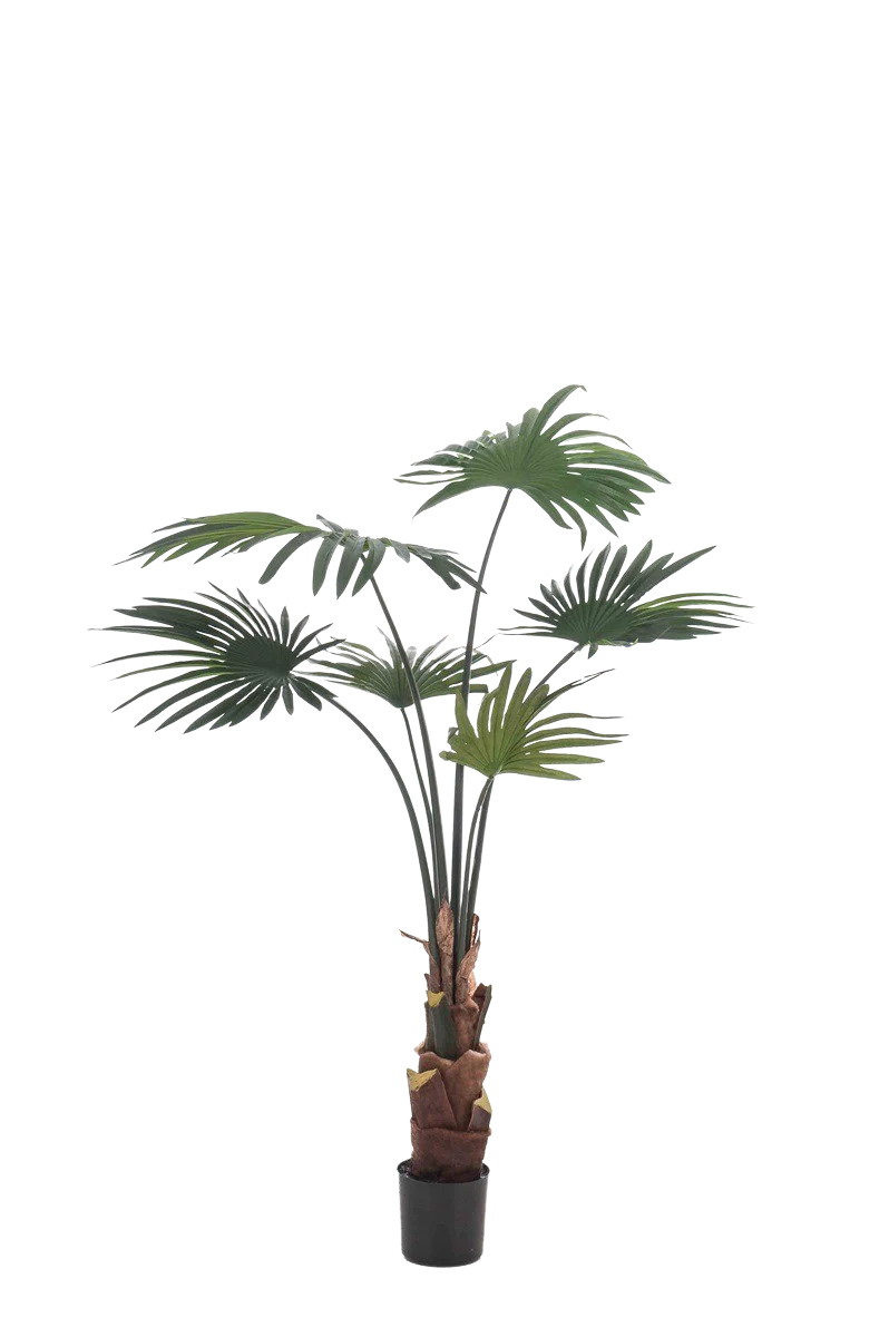Hochwertige Kunstpalme auf transparentem Hintergrund mit echt wirkenden Kunstblättern in natürlicher Anordnung. Künstliche Livistona Palme - Mera hat die Farbe Natur und ist 110 cm hoch. | aplanta Kunstpflanzen
