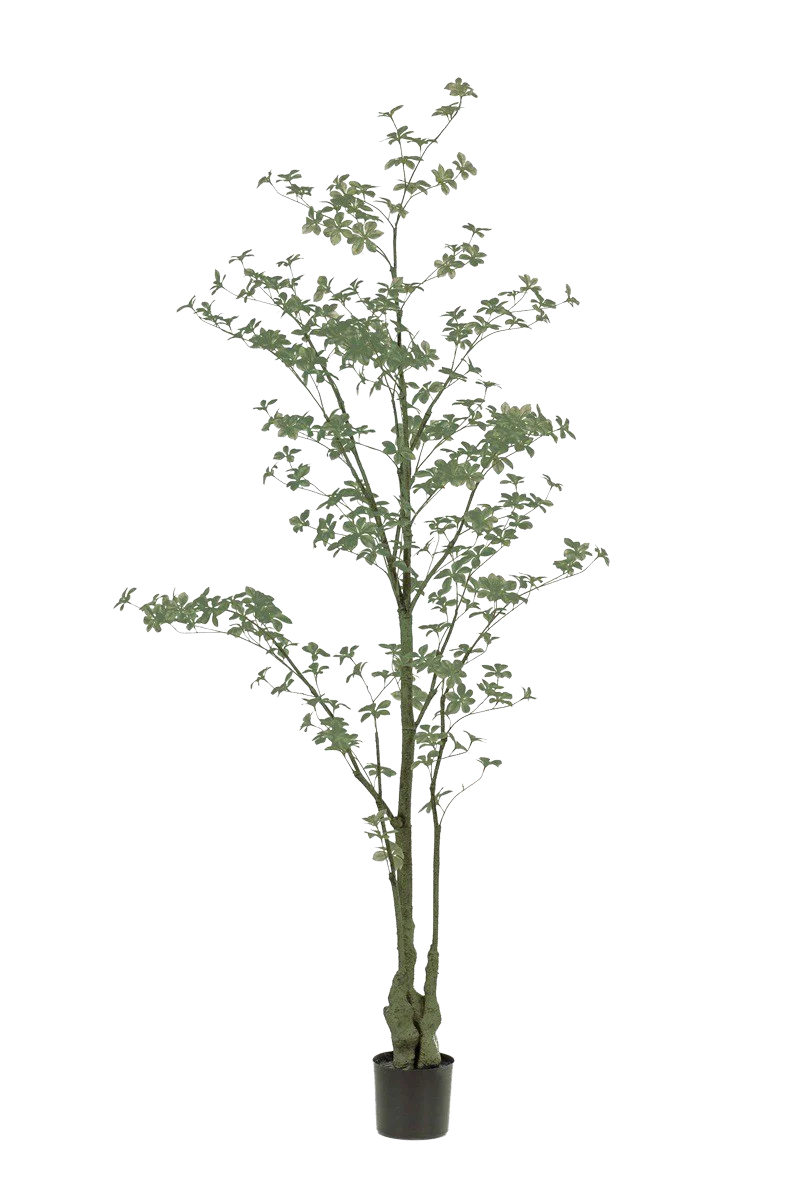 Hochwertige Kunstpflanze | Künstlicher Trapaeolum Baum - Graziella | 210 cm von 🌱aplanta