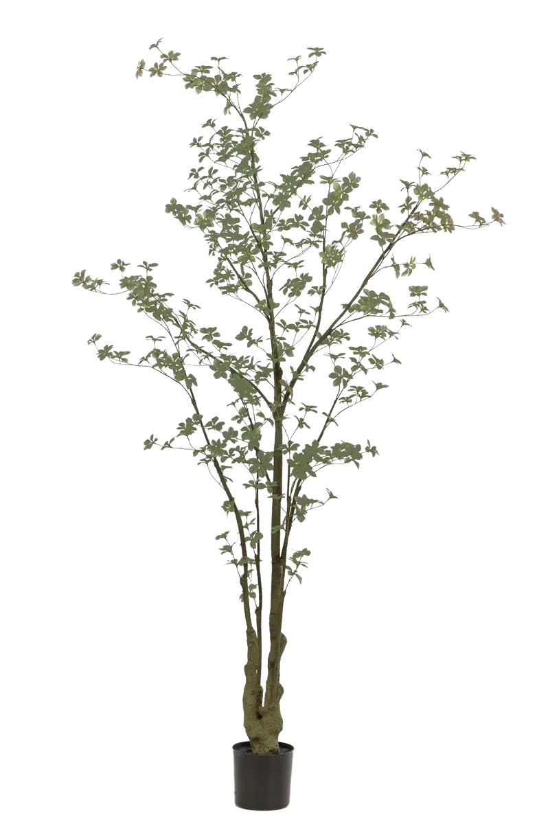 Hochwertige Kunstpflanze | Künstlicher Trapaeolum Baum - Ornellia | 245 cm von 🌱aplanta