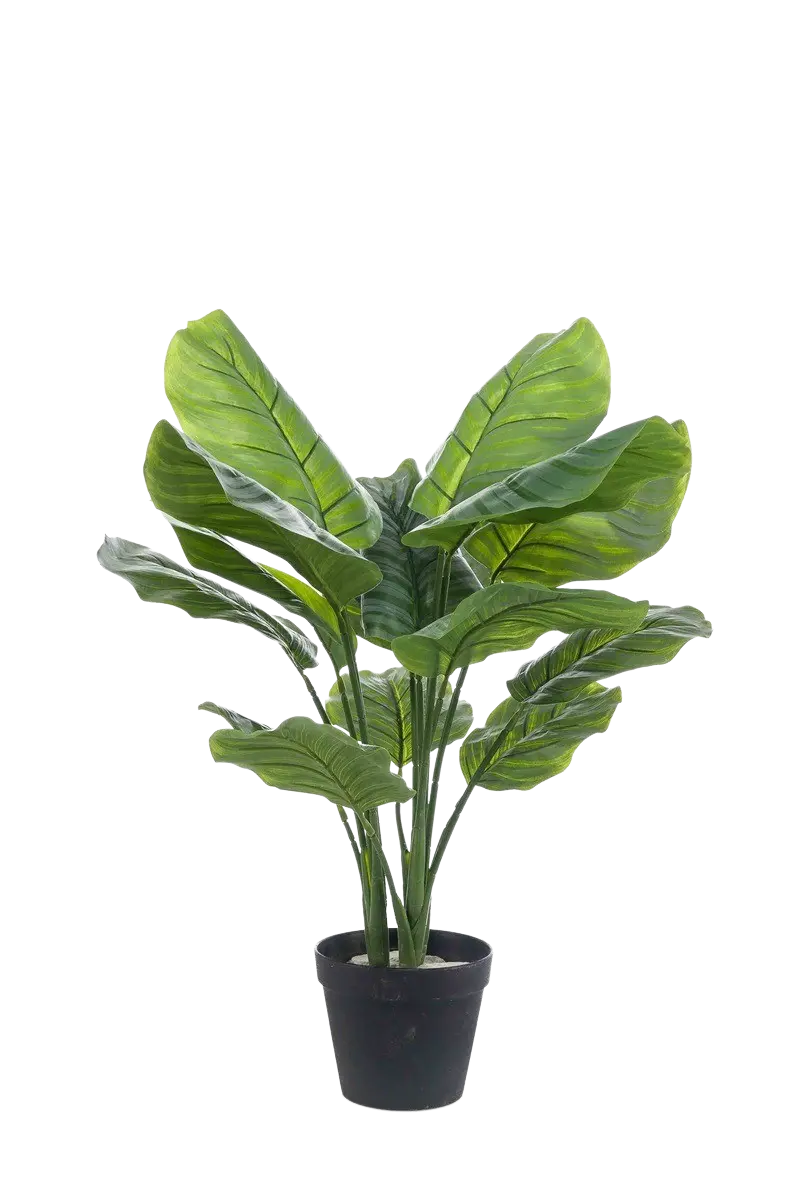 Künstliche Calathea orbifolia - Bill auf transparentem Hintergrund mit echt wirkenden Kunstblättern in natürlicher Anordnung. Künstliche Calathea orbifolia - Bill hat die Farbe Natur und ist 70 cm hoch. | aplanta Kunstpflanzen