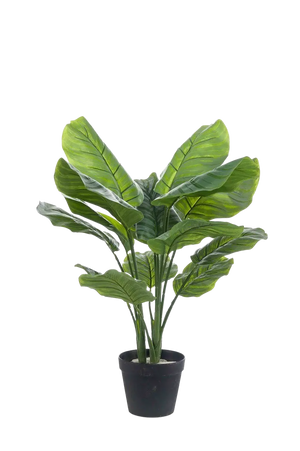 Künstliche Calathea orbifolia - Bill auf transparentem Hintergrund mit echt wirkenden Kunstblättern in natürlicher Anordnung. Künstliche Calathea orbifolia - Bill hat die Farbe Natur und ist 70 cm hoch. | aplanta Kunstpflanzen