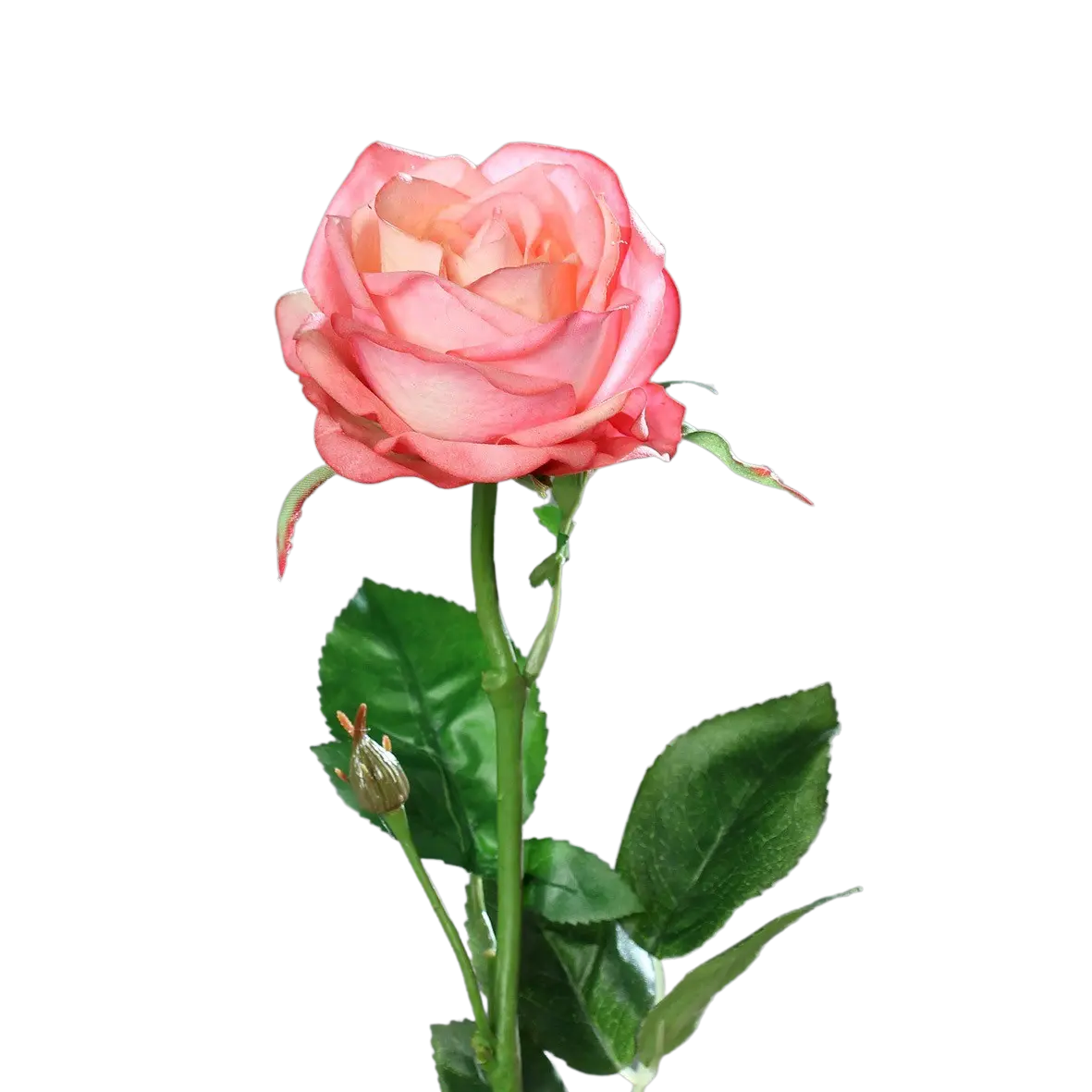 Hochwertige Hortensie künstlich auf transparentem Hintergrund mit echt wirkenden Kunstblättern in natürlicher Anordnung. Künstliche Rose - Sokrates hat die Farbe pink und ist 66 cm hoch. | aplanta Kunstpflanzen