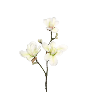 Künstliche Magnolien - Harald auf transparentem Hintergrund mit echt wirkenden Kunstblättern in natürlicher Anordnung. Künstliche Magnolien - Harald hat die Farbe cream und ist 40 cm hoch. | aplanta Kunstpflanzen