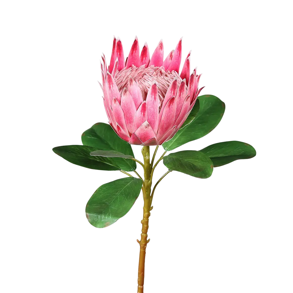 Künstliche Protea - Euphoria auf transparentem Hintergrund mit echt wirkenden Kunstblättern in natürlicher Anordnung. Künstliche Protea - Euphoria hat die Farbe pink und ist 74 cm hoch. | aplanta Kunstpflanzen