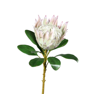 Künstliche Protea - Alkmene auf transparentem Hintergrund mit echt wirkenden Kunstblättern in natürlicher Anordnung. Künstliche Protea - Alkmene hat die Farbe weiß-rosa und ist 74 cm hoch. | aplanta Kunstpflanzen