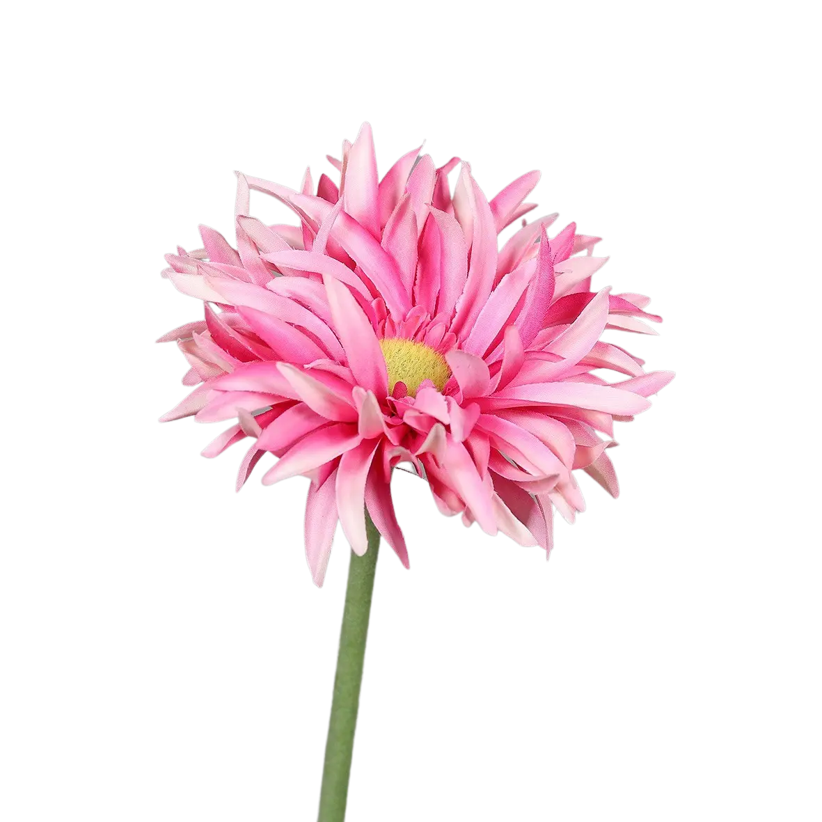 Künstliche Gerbera - Buggy auf transparentem Hintergrund mit echt wirkenden Kunstblättern in natürlicher Anordnung. Künstliche Gerbera - Buggy hat die Farbe rose und ist 57 cm hoch. | aplanta Kunstpflanzen