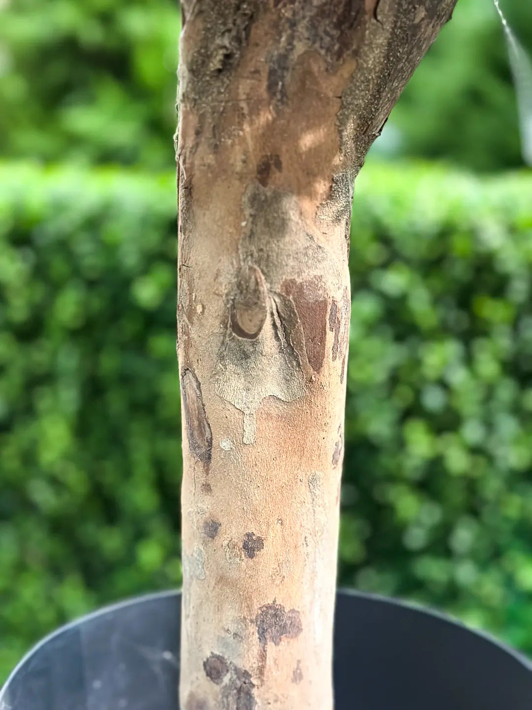 Künstlicher Buchsbaum - Rico | 120 cm | Kunstbaum von aplanta