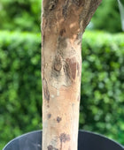 Künstlicher Buchsbaum - Rico | 120 cm | Kunstbaum von aplanta