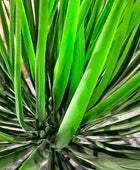 Künstliche Yucca Rostrata Palme - Sven | 82 cm | Kunstbaum von aplanta