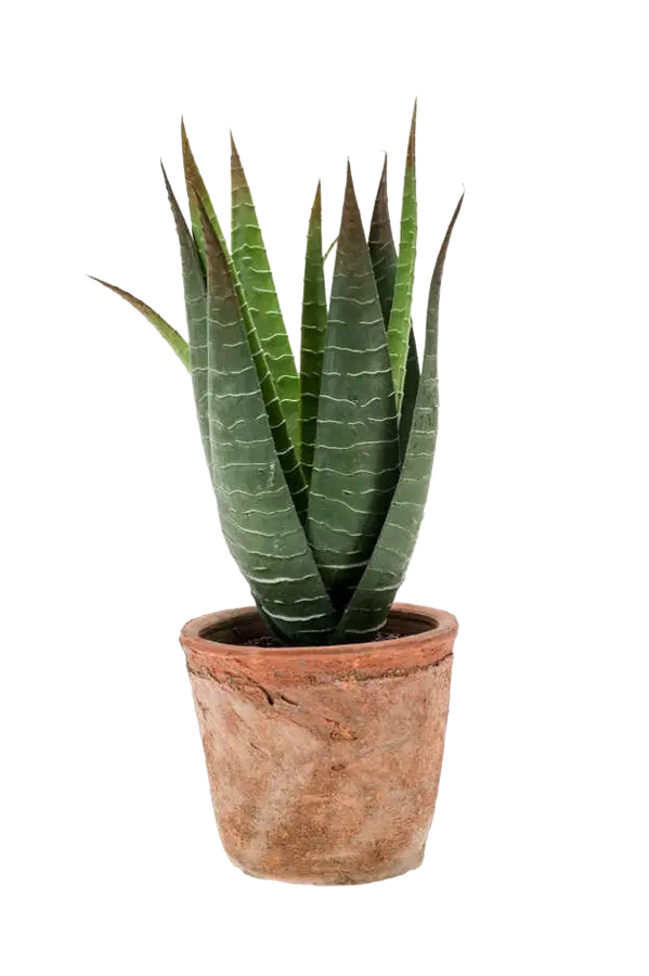 Künstliche Aloe - Pelikan auf transparentem Hintergrund mit echt wirkenden Kunstblättern in natürlicher Anordnung. Künstliche Aloe - Pelikan hat die Farbe Natur und ist 23 cm hoch. | aplanta Kunstpflanzen