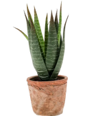 Künstliche Aloe - Pelikan auf transparentem Hintergrund mit echt wirkenden Kunstblättern in natürlicher Anordnung. Künstliche Aloe - Pelikan hat die Farbe Natur und ist 23 cm hoch. | aplanta Kunstpflanzen