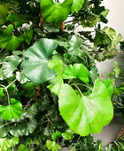 Künstlicher Gingko - Tino | 145 cm | Kunstpflanze von aplanta