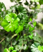 Künstlicher Gingko - Tino | 145 cm | Kunstpflanze von aplanta