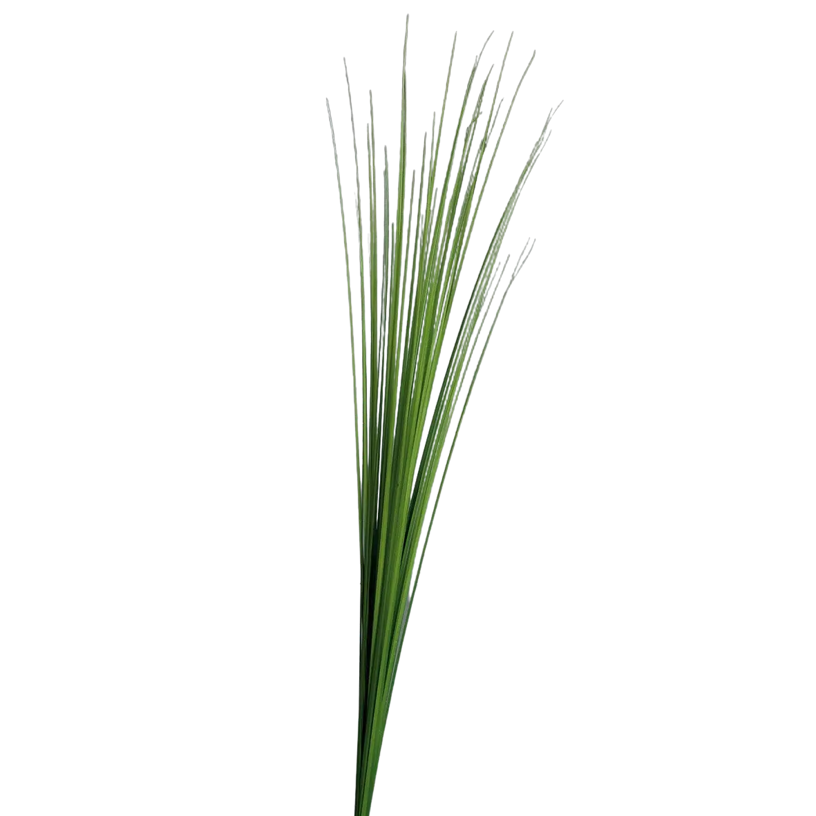 Hochwertiges Kunstgras auf transparentem Hintergrund mit echt wirkenden Kunstblättern in natürlicher Anordnung. Künstliches Isolepsis Gras - Arianna hat die Farbe Natur und ist 70 cm hoch. | aplanta Kunstpflanzen