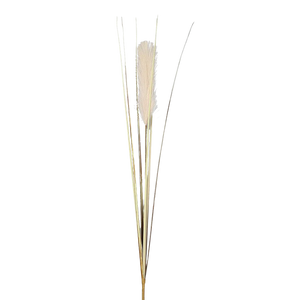 Hochwertiges Pampasgras künstlich auf transparentem Hintergrund mit echt wirkenden Kunstblättern in natürlicher Anordnung. Künstliches Pampasgras mit Wedel - Nicolo hat die Farbe sand und ist 97 cm hoch. | aplanta Kunstpflanzen