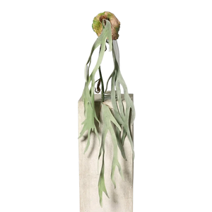 Künstlicher Geweihfarn - Hubertus auf transparentem Hintergrund mit echt wirkenden Kunstblättern in natürlicher Anordnung. Künstlicher Geweihfarn - Hubertus hat die Farbe Natur und ist 130 cm hoch. | aplanta Kunstpflanzen