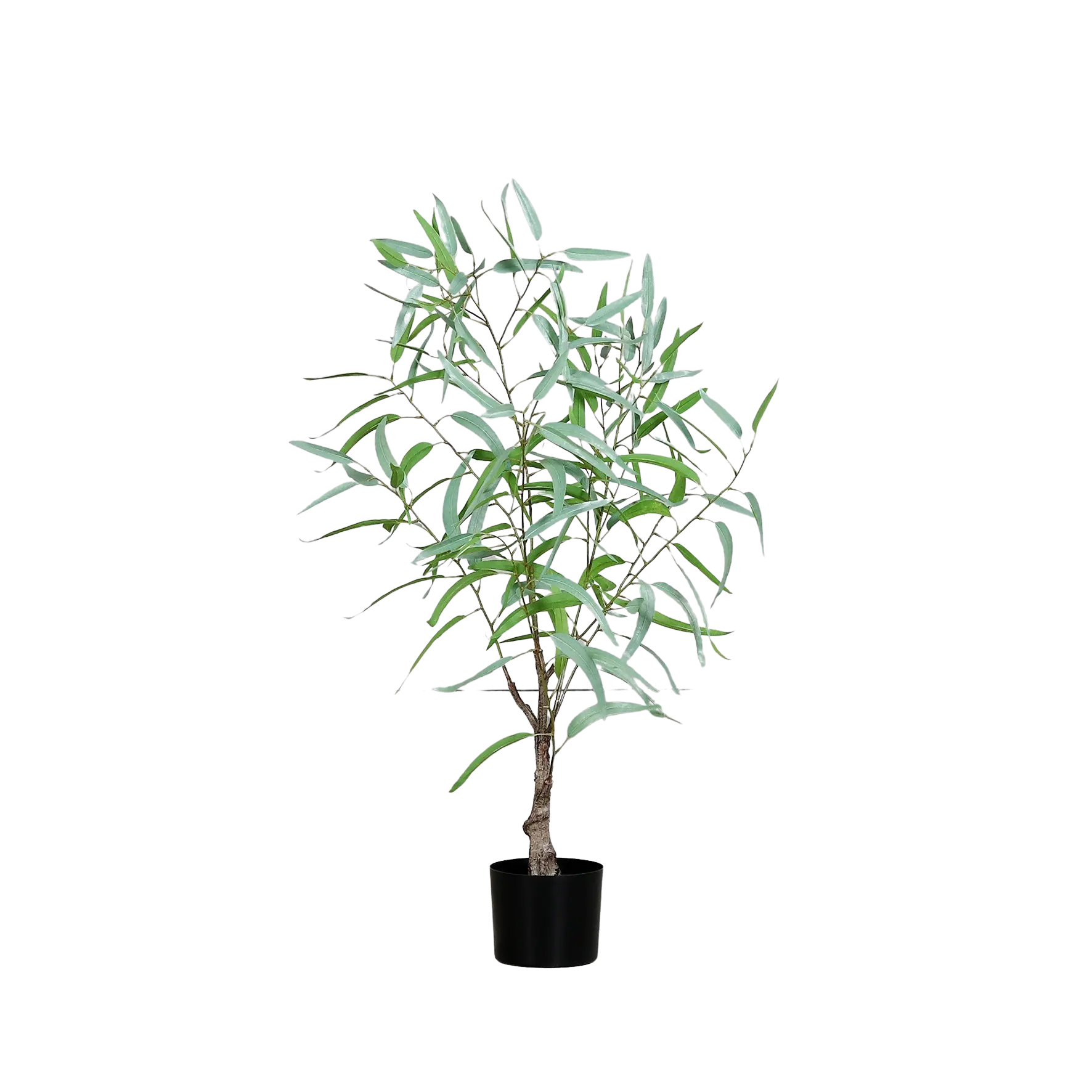 Hochwertiger Eukalyptus künstlich auf transparentem Hintergrund mit echt wirkenden Kunstblättern in natürlicher Anordnung. Künstlicher Eukalyptus - Sultan hat die Farbe Natur und ist 100 cm hoch. | aplanta Kunstpflanzen