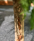 Künstliche Zypresse - Pepe | 120 cm | Kunstbaum von aplanta