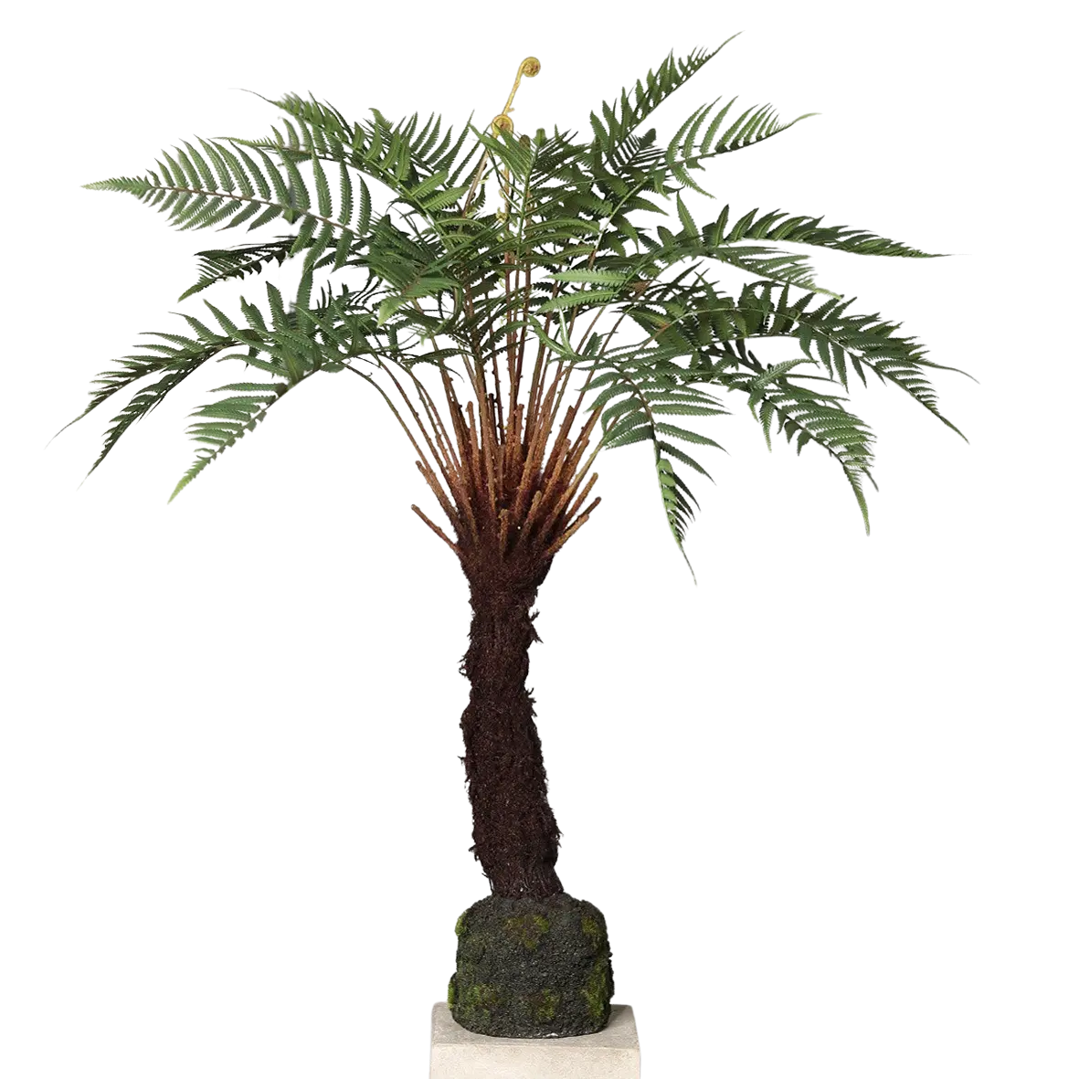 Künstliches Farn-Bäumchen - Hoya auf transparentem Hintergrund mit echt wirkenden Kunstblättern in natürlicher Anordnung. Künstliches Farn-Bäumchen - Hoya hat die Farbe Natur und ist 86 cm hoch. | aplanta Kunstpflanzen
