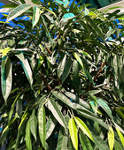 Künstlicher langblättriger Ficus - Johannes | 270 cm | Kunstpflanze von aplanta