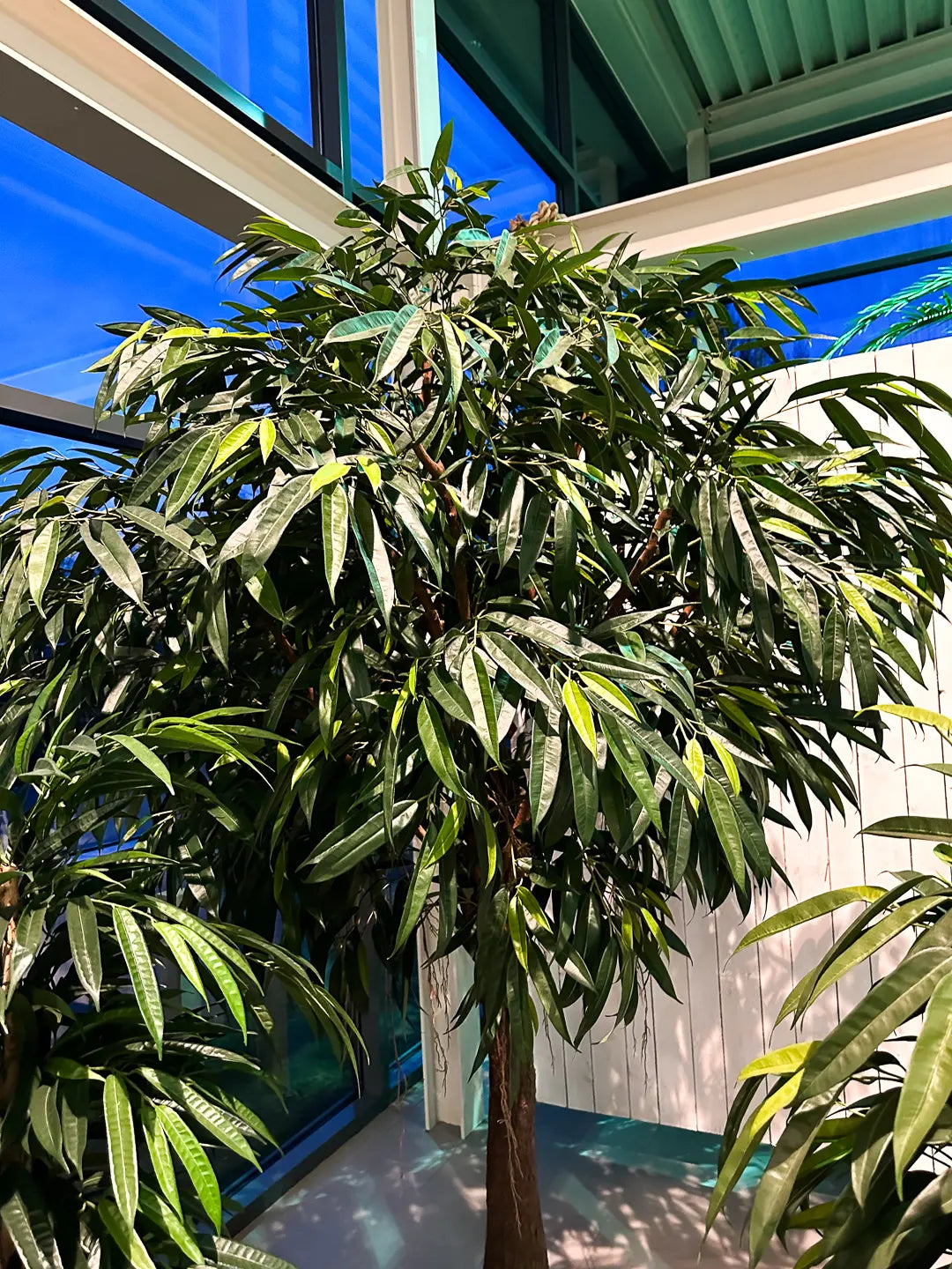 Künstlicher langblättriger Ficus - Johannes | 270 cm | Kunstpflanze von aplanta