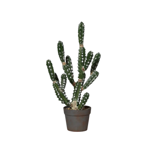 Künstlicher Kaktus - Ranger auf transparentem Hintergrund mit echt wirkenden Kunstblättern in natürlicher Anordnung. Künstlicher Kaktus - Ranger hat die Farbe Natur und ist 63 cm hoch. | aplanta Kunstpflanzen
