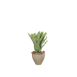Hochwertige Kunstpflanze | Künstlicher Geweihfarn - Alek | 37 cm von 🌱aplanta
