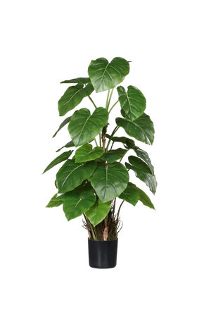 Künstliche Philodendron - Phoebe auf transparentem Hintergrund mit echt wirkenden Kunstblättern in natürlicher Anordnung. Künstliche Philodendron - Phoebe hat die Farbe Natur und ist 80 cm hoch. | aplanta Kunstpflanzen