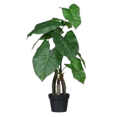 Künstlicher Philodendron - Viola auf transparentem Hintergrund mit echt wirkenden Kunstblättern in natürlicher Anordnung. Künstlicher Philodendron - Viola hat die Farbe Natur und ist 85 cm hoch. | aplanta Kunstpflanzen